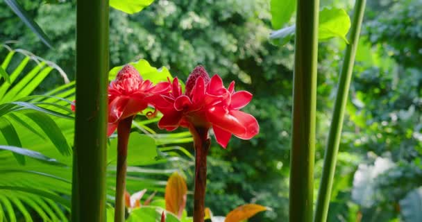 庭の赤いジンジャーリリーは公園の路地 美しい花 自然の穏やかな景色をリラックスさせます 熱帯雨林の野生のピンクの植物 晴れた日 ヤシの木 エトリンゲラ エラティオール ブルーミング レッド — ストック動画