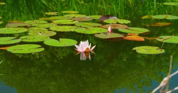 白色柔和的粉红水百合花 心形绿叶 漂浮在水中 花园的天然池塘 环境的保护 地球日 — 图库视频影像