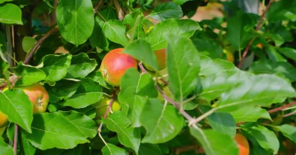 Ripe Rosy Apples Branch Vivid Green Foliage Autumn Harvest Ruddy — Stock Video