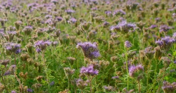 Purple Medicinal Flowers Field Lebah Madu Polinasi Tanaman Phacelia Tanacetifolia — Stok Video