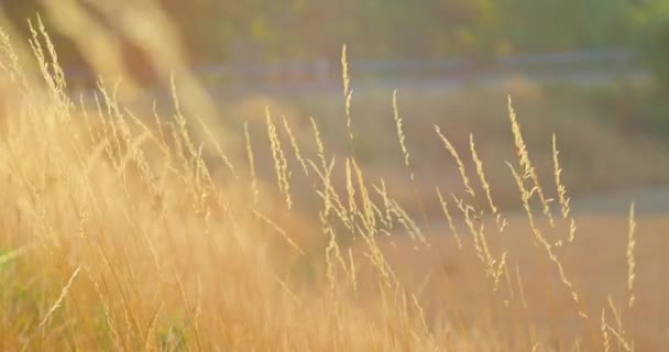 フィールド内の乾燥した草は日没で泳いでいます 公園の野生の芝生に耳をつけている 自然の風景コンセプト ゴールデンハーブシルエットのスパイレット カントリーサイド 風が強い天気 クローズアップ ブレイクされた背景 誰もいない — ストック動画