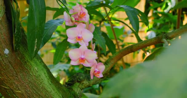 Orquídea Rosada Bauhinia Crece Árbol Flor Florece Violeta Rosa Exótica — Vídeos de Stock