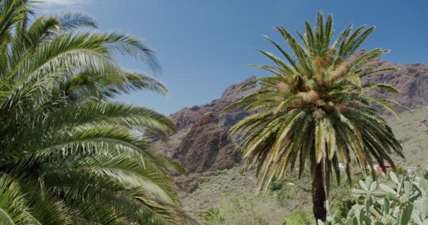 Folhas Palmeiras Tropicais Movendo Vento Masca Gorge Tenerife Ilhas Canárias — Vídeo de Stock