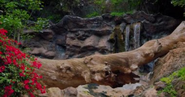 Muhteşem peri ormanı. Kırmızı çiçekler açar ve şelalenin arka planı bulanıklaşır..