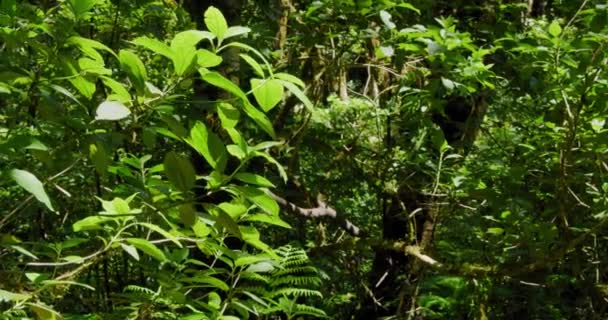 Pijaral Ensillada Cabeza Tejo Traversant Bosque Encantado Dans Forêt Anaga — Video