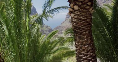 Tropikal palmiye yaprakları Masca Vadisi Tenerife, Kanarya Adaları, İspanya 'da rüzgarda hareket ediyor..