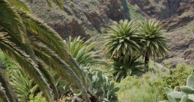 Tropikal palmiye yaprakları Masca Vadisi Tenerife, Kanarya Adaları, İspanya 'da rüzgarda hareket ediyor..