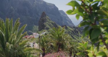 Masca Gorge ve Tenerife 'deki köy, Kanarya Adaları, İspanya. Ön planda kaktüs ve peyote var..