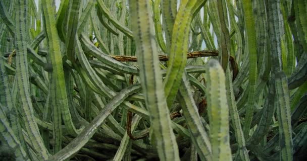 Euforbie Velký Zelený Kaktusový Keř Proti Modré Obloze Tenerife Vegetace — Stock video