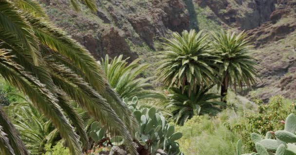 Feuilles Palmier Tropicaux Déplaçant Dans Vent Dans Les Gorges Masca — Video