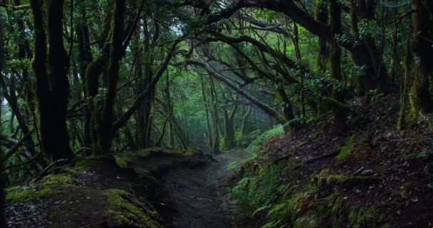 Natürliche Mystische Lorbeerwälder Mit Wanderweg Bei Bewölktem Nebelwetter Und Sonnenstrahlen — Stockvideo