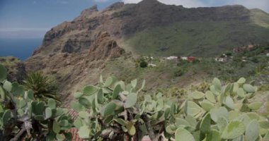 Masca Gorge ve Tenerife 'deki köy, Kanarya Adaları, İspanya. Ön planda kaktüs ve peyote var..