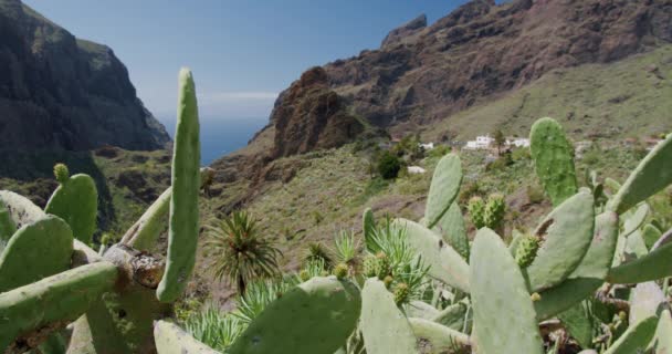 スペインのカナリア諸島のテネリフェ島にあるMasca Gorgeと村 手前のサボテン — ストック動画