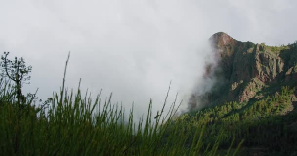 Jehličnatý Les Horách Pokrytý Hustými Mlžnými Mraky Slunečný Den Teide — Stock video