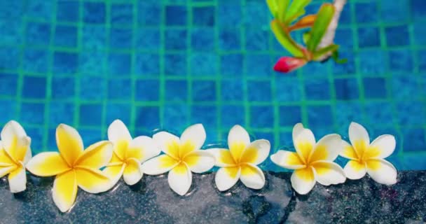 Tropical Frangipani Λευκά Λουλούδια Μπλε Φόντο Νερό Πάνω Άποψη Επίπεδη — Αρχείο Βίντεο