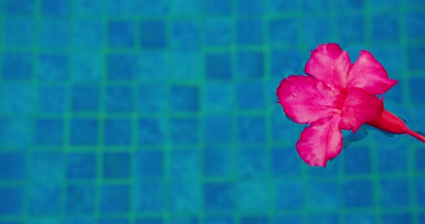 Flor Tropical Rosa Flota Surfase Del Agua Piscina Azul Transparente — Vídeo de stock