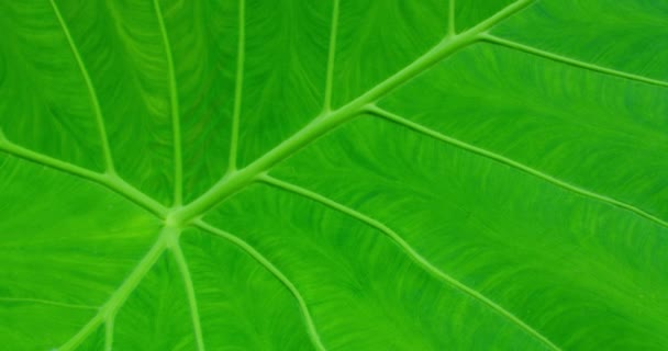Зелена Структура Листя Рослин Крупним Планом Знімок Текстури Листового Леза — стокове відео