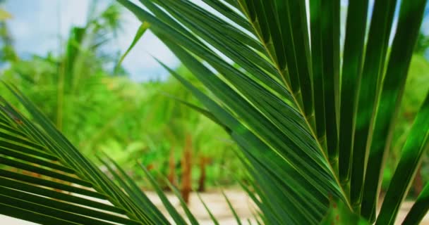 グリーン トロピカル フォレスト パーム ブランチ閉鎖 バリ島のエキゾチックな木や茂みの厳しい植生 熱帯雨林の自然景観 インドネシア アジア ハンドヘルド映像 — ストック動画