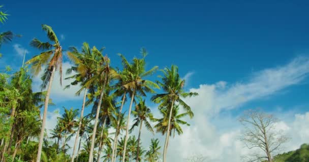Tropische Palmen Crystal Bay Beach Nusa Penida Island Indonesien Sonniger — Stockvideo