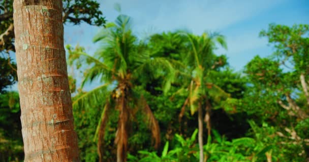 パームツリー トランク熱帯林緑色のぼやけた背景 青空に対する熱帯雨林の庭のデザイン スタティック映像 — ストック動画