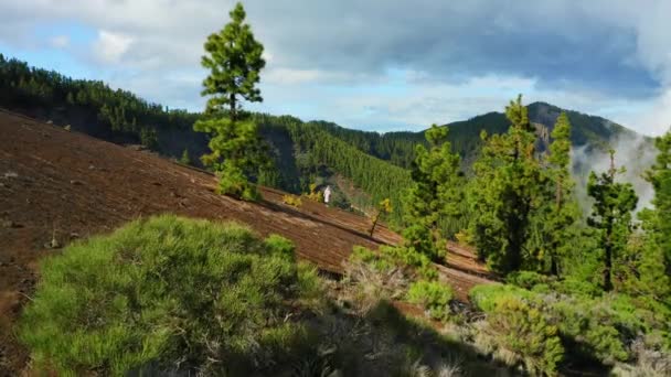 Krajobraz Wulkaniczny Sporadycznymi Drzewami Iglastymi Teide Park Narodowy Teneryfa Wyspa — Wideo stockowe