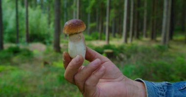 Ormanda beyaz bir mantar. Erkek el, sonbahar çam ormanlarında yenilebilir küçük organik mantar boletus edulis 'i tutuyor. Çevre dostu ürünler. Organik vejetaryen yemekleri..