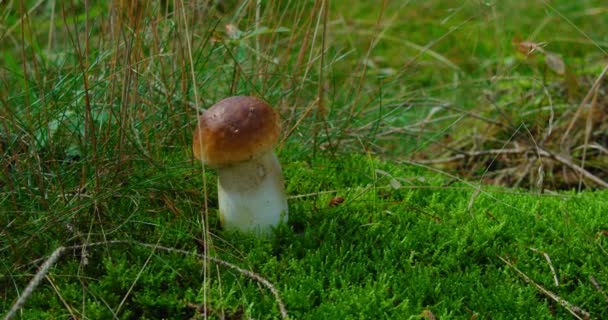 野生针叶林中生长着香菇 博莱图斯 里瓦斯食用菌 蘑菇工将苔藓的孔盖上以保护菌丝 无害环境产品 — 图库视频影像