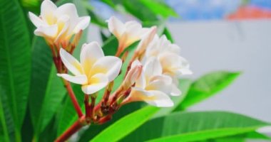 Sarı beyaz frangipani çiçekleri ya da ağaca yakın çekim yapan tesisatçılar. Yeşil yapraklı arka planda inanılmaz bir bitki örtüsü. Spa ve terapi. Tapınak bitkisi Kimse..