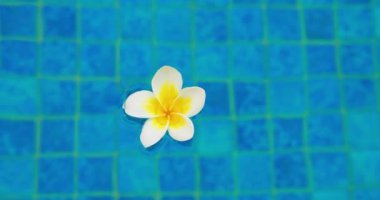 Reflection of the midday sun on water surface of swimming pool clear water with sunny highlights and floating bright tropical flower. Beautiful resort shot in weekend day. Texture, sun glare. Close-up