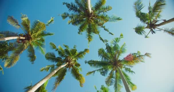 夏日温暖的阳光下 椰子树和蓝天映衬在海滩上 风摇曳着郁郁葱葱的绿枝 热带岛屿度假 放松水疗冥想 没人手持 — 图库视频影像