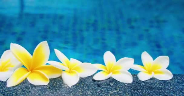 Tropické Frangipani Bílé Květy Pozadí Modré Vody Pohled Shora Plochý — Stock video