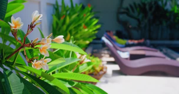 Mooie Witte Bloemen Boom Buurt Van Het Zwembad Relaxatie Statisch — Stockvideo