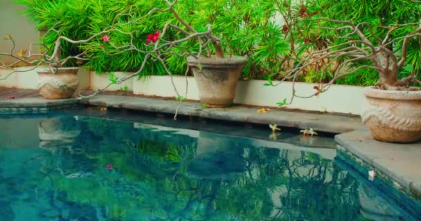 水泳プールの青い水の庭の植物の反射 プールサイドでポットに赤いデザートローズ 花のトロピカルツリー スパリゾートリラクゼーション瞑想の背景 — ストック動画