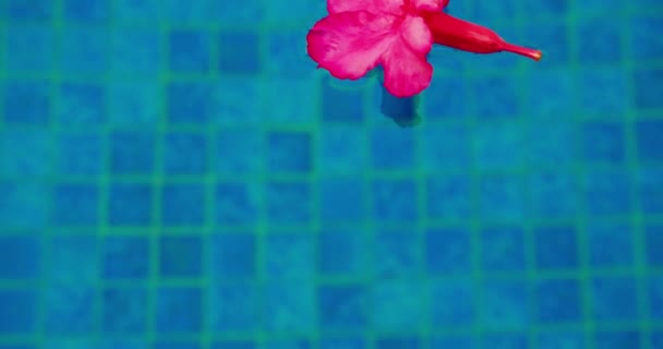 ピンクの熱帯の花は 水のサーフィン上に浮いています 青い透明なプール 池に赤い砂漠が咲きました 熱帯毒性プラント クローズアップ — ストック動画