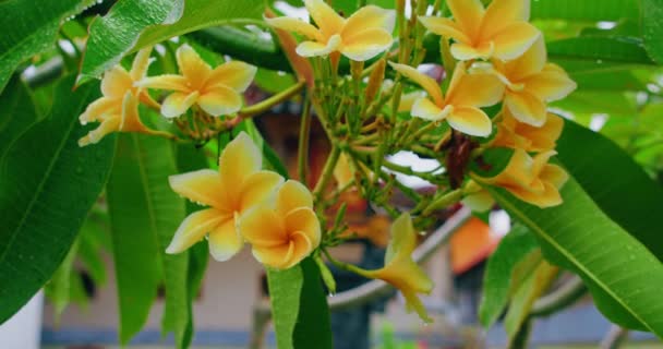 雨の後 枝に美しい白い黄色い花が咲いています 花びらに水が流れている 明るい花序を閉じる プラメリアフランジパニの木を鍋に入れます 花のトロピカルプラント スパリゾートリラクゼーション瞑想 — ストック動画