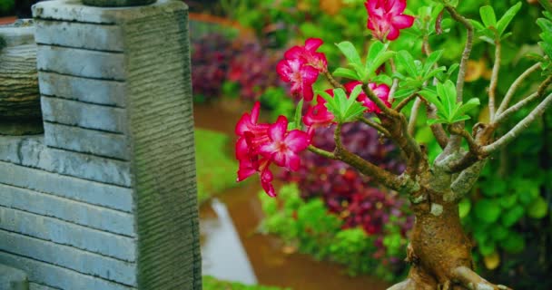 Тропічний Сад Червоних Квітів Розквітає Дощову Погоду Острові Балі Рожеві — стокове відео