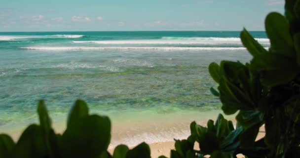 海浪在海滩上翻滚 蓝色水晶水 自然背景 手牵着 和平禅师绿色 热带植物 棕榈树 没人放松冷静视频 — 图库视频影像