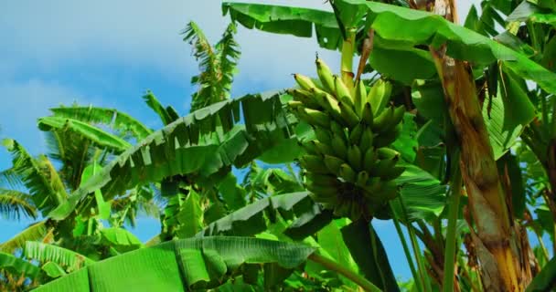 Vilda Banan Träd Grön Frukt Gäng Hängande Och Blad Blåser — Stockvideo