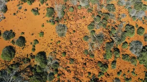 西班牙 欧洲特内里费加那利群岛提德国家公园空中自上而下旋转沙漠荒原地区 火山的自然景观 环游世界 没人无人机视图 — 图库视频影像
