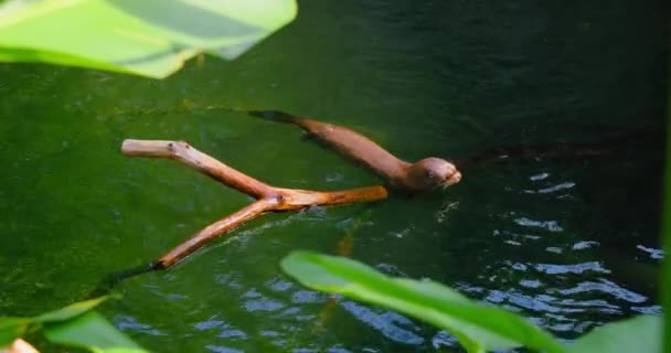 可爱的毛茸茸的水獭家庭 河流哺乳动物 可爱的抱抱着野生动物在水里游泳 野生动物 有趣的小爪子或小手 自然栖息地半水族酱 后续行动 — 图库视频影像