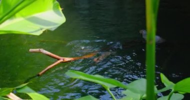 Şirin kürklü su samuru ailesi, nehir memelisi, sevimli sevimli vahşi su hayvanı suda yüzüyor, vahşi yaşam, fauna. Mermer bir ağaç gövdesine tırmanır. Doğal yaşam alanı. Yakın plan. Göldeki yarı su yırtıcısı.