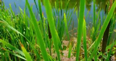 Vahşi yaşam manzaraları. Rüzgar, gölün kıyısındaki olgun kamışların çalılarını sallıyor. Doğal bataklığın kıyısında büyüyen yabani otlar. Şifalı su bitkileri.