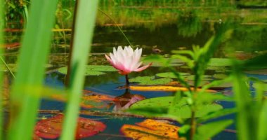 Pembe nilüfer çiçeği gölette açılıyor, sulu nilüferler açıyor. Yaklaş, ağır çekimde, el kamerasıyla. Yeşil doğa manzarası. Ön planda yeşil yaz otları. Gölde yalnız çiçekler açar.