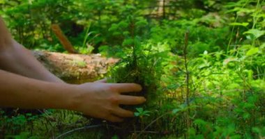 Genç ve çekici bir kadın elinde küçük bir köknar ağacı tutuyor. İlkbaharda ağaç dikmek. Dünya Günü, çevre dostu kavram. Seedling. Orman koruma.