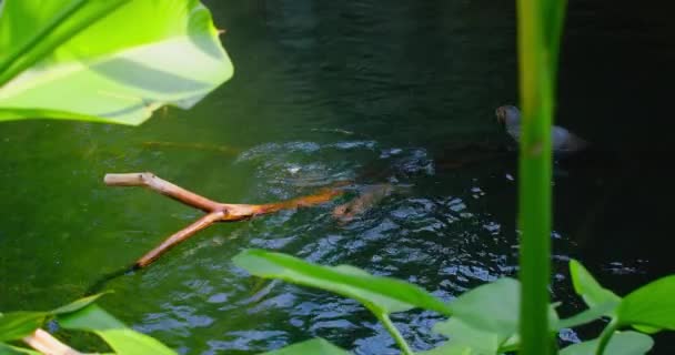 Família Lontra Peluda Bonito Mamífero Rio Adorável Animal Aquático Fofinho — Vídeo de Stock