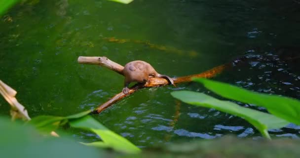 Μια Ομάδα Ενυδρίδων Κολυμπάνε Στο Ποτάμι Χασμουρητά Χαλαρώστε Χαριτωμένα Ζώα — Αρχείο Βίντεο