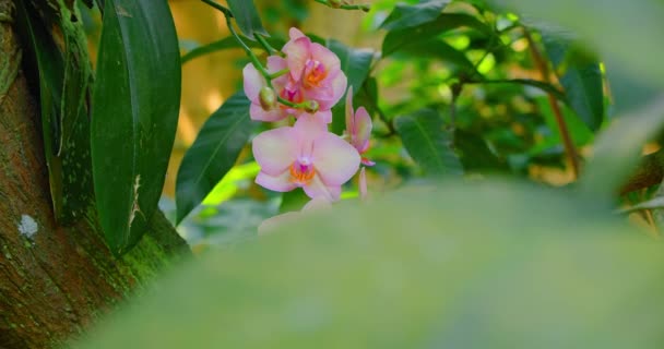 Różowa Bauhinia Orchidea Dorasta Drzewie Kwiat Kwiatu Fioletowy Różowy Egzotyczny — Wideo stockowe