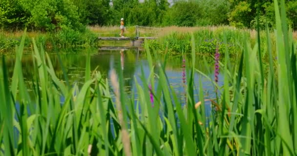 让自然公园的绿色池塘平静下来 女孩走在桥上 夏天的周末多汁的树 芦苇和草 旅行的时间 去任何地方 轻松的风景景观 — 图库视频影像