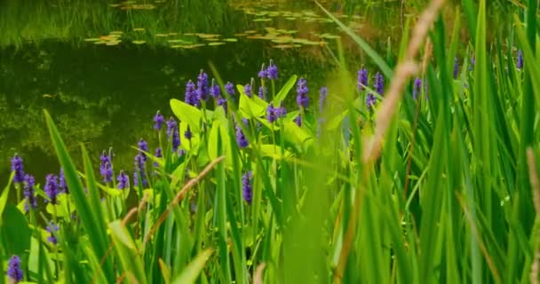 Νέοι Πράσινοι Καλάμια Αναπτύσσονται Στο Φόντο Μιας Ήσυχης Λίμνης Λίμνης — Αρχείο Βίντεο