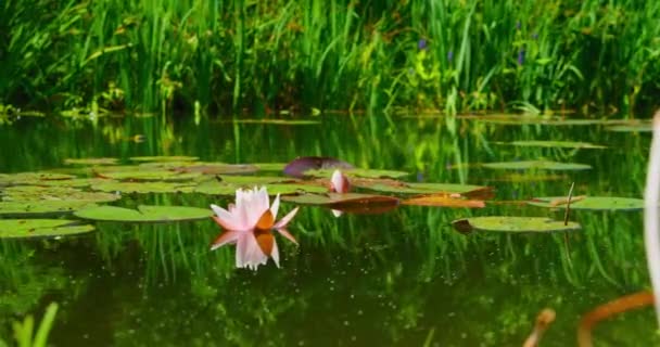 Flor Lírio Água Rosa Claro Botânico Flutuando Lago Close Flor — Vídeo de Stock